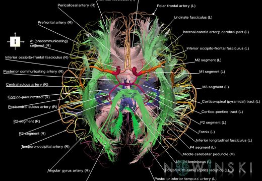 G2.T14.1-15.2.V6.C2-2.L1.White matter tracts all–Intracranial arteries all