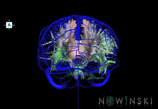 G2.T14.1-16.1.V1.C2-1.L0.White matter tracts all–Intracranial venous system whole