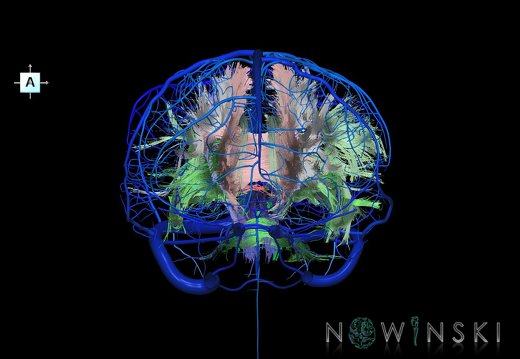G2.T14.1-16.1.V1.C2-2.L0.White matter tracts all–Intracranial venous system whole