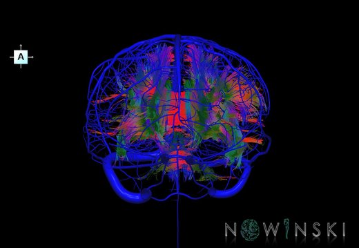 G2.T14.1-16.1.V1.C5-1.L0.White matter tracts all–Intracranial venous system whole