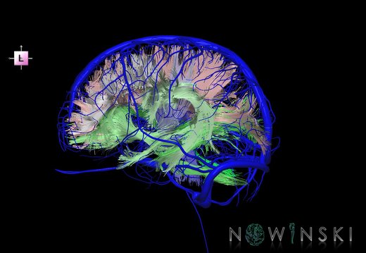 G2.T14.1-16.1.V2.C2-1.L0.White matter tracts all–Intracranial venous system whole
