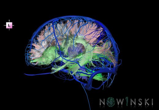 G2.T14.1-16.1.V2.C2-2.L0.White matter tracts all–Intracranial venous system whole