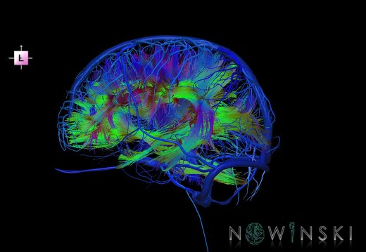 G2.T14.1-16.1.V2.C5-2.L0.White matter tracts all–Intracranial venous system whole