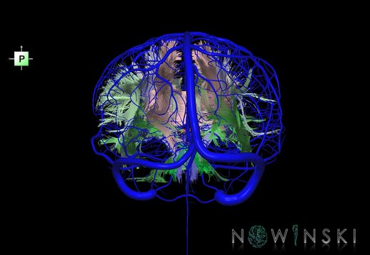 G2.T14.1-16.1.V3.C2-1.L0.White matter tracts all–Intracranial venous system whole