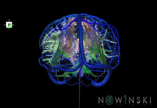 G2.T14.1-16.1.V3.C2-2.L0.White matter tracts all–Intracranial venous system whole