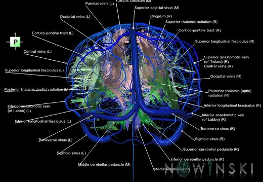 G2.T14.1-16.1.V3.C2-2.L1.White matter tracts all–Intracranial venous system whole