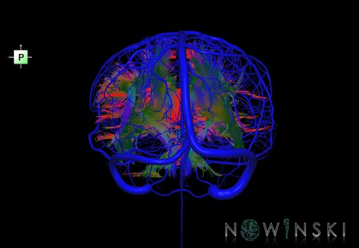 G2.T14.1-16.1.V3.C5-1.L0.White matter tracts all–Intracranial venous system whole