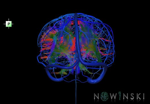 G2.T14.1-16.1.V3.C5-2.L0.White matter tracts all–Intracranial venous system whole