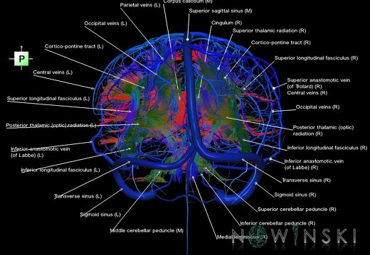 G2.T14.1-16.1.V3.C5-2.L1.White matter tracts all–Intracranial venous system whole