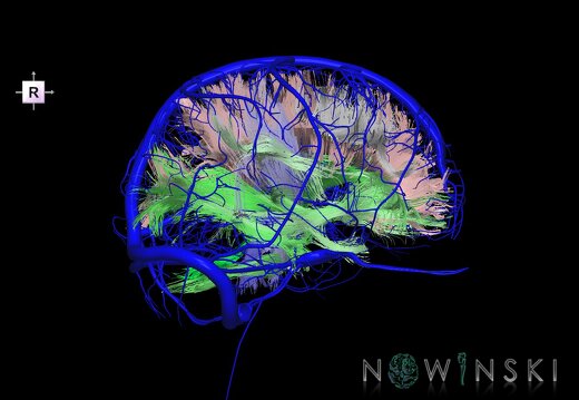 G2.T14.1-16.1.V4.C2-1.L0.White matter tracts all–Intracranial venous system whole