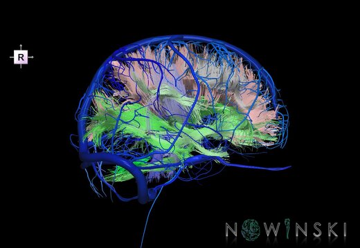 G2.T14.1-16.1.V4.C2-2.L0.White matter tracts all–Intracranial venous system whole