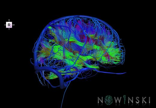 G2.T14.1-16.1.V4.C5-2.L0.White matter tracts all–Intracranial venous system whole