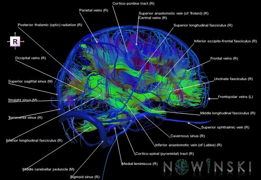 G2.T14.1-16.1.V4.C5-2.L1.White matter tracts all–Intracranial venous system whole