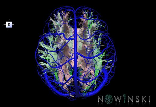 G2.T14.1-16.1.V5.C2-1.L0.White matter tracts all–Intracranial venous system whole