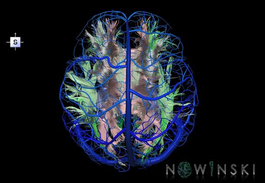 G2.T14.1-16.1.V5.C2-2.L0.White matter tracts all–Intracranial venous system whole