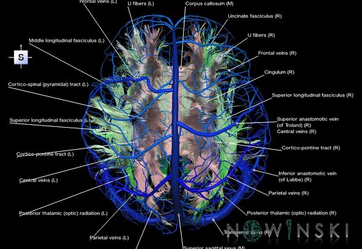 G2.T14.1-16.1.V5.C2-2.L1.White matter tracts all–Intracranial venous system whole