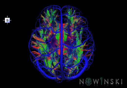 G2.T14.1-16.1.V5.C5-1.L0.White matter tracts all–Intracranial venous system whole