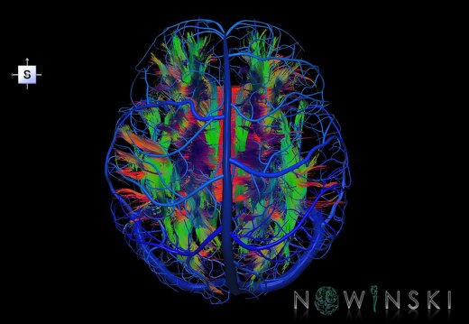 G2.T14.1-16.1.V5.C5-2.L0.White matter tracts all–Intracranial venous system whole