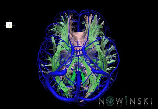 G2.T14.1-16.1.V6.C2-1.L0.White matter tracts all–Intracranial venous system whole