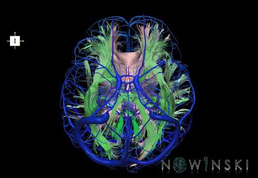 G2.T14.1-16.1.V6.C2-2.L0.White matter tracts all–Intracranial venous system whole