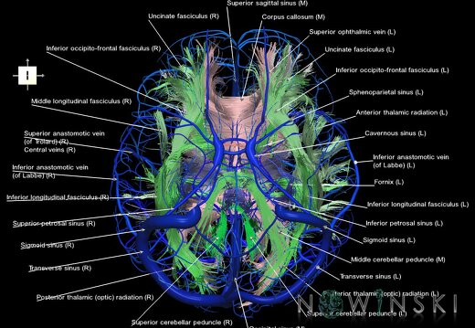 G2.T14.1-16.1.V6.C2-2.L1.White matter tracts all–Intracranial venous system whole