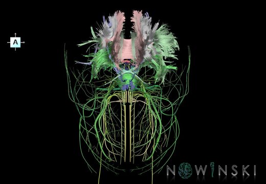 G2.T14.1-19.1.V1.C2.L0.White matter tracts all–Cranial nerves all