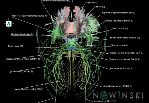G2.T14.1-19.1.V1.C2.L1.White matter tracts all–Cranial nerves all