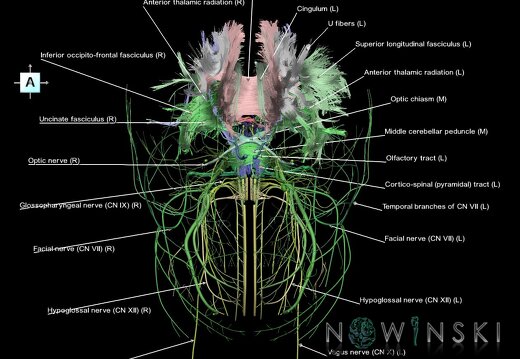 G2.T14.1-19.1.V1.C2.L1.White matter tracts all–Cranial nerves all