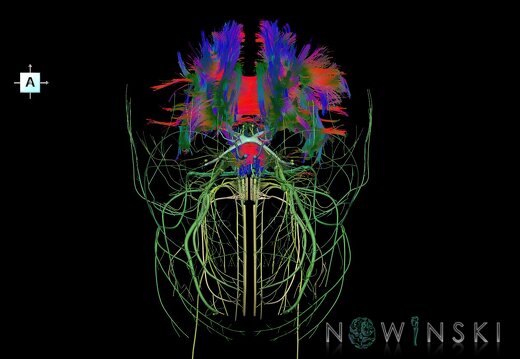 G2.T14.1-19.1.V1.C5-2.L0.White matter tracts all–Cranial nerves all