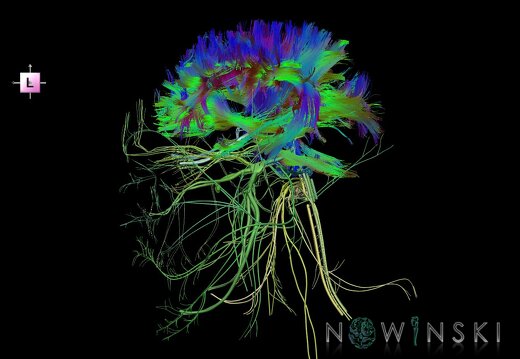 G2.T14.1-19.1.V2.C5-2.L0.White matter tracts all–Cranial nerves all