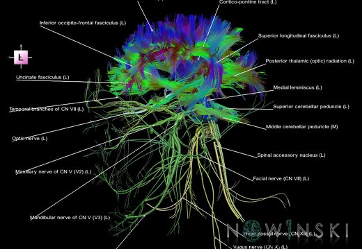 G2.T14.1-19.1.V2.C5-2.L1.White matter tracts all–Cranial nerves all