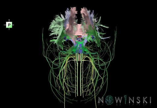 G2.T14.1-19.1.V3.C2.L0.White matter tracts all–Cranial nerves all