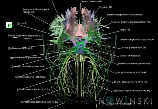 G2.T14.1-19.1.V3.C2.L1.White matter tracts all–Cranial nerves all