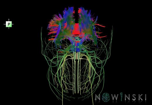 G2.T14.1-19.1.V3.C5-2.L0.White matter tracts all–Cranial nerves all