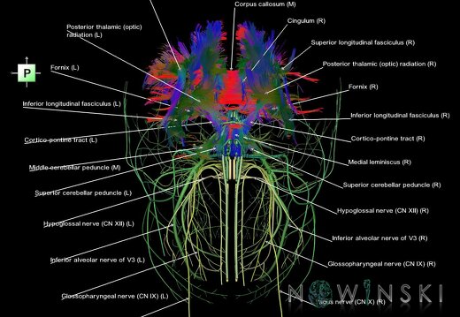 G2.T14.1-19.1.V3.C5-2.L1.White matter tracts all–Cranial nerves all