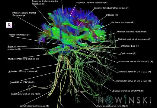 G2.T14.1-19.1.V4.C5-2.L1.White matter tracts all–Cranial nerves all