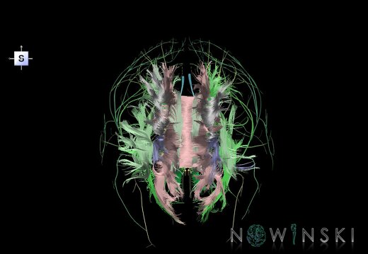 G2.T14.1-19.1.V5.C2.L0.White matter tracts all–Cranial nerves all