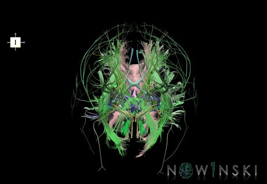 G2.T14.1-19.1.V6.C2.L0.White matter tracts all–Cranial nerves all