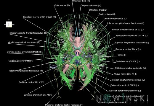 G2.T14.1-19.1.V6.C2.L1.White matter tracts all–Cranial nerves all