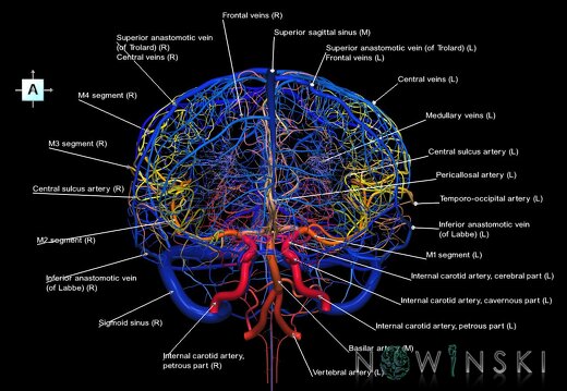 G2.T15.2-16.1.V1.C2.L1.Intracranial arterial system whole–Intracranial venous system whole