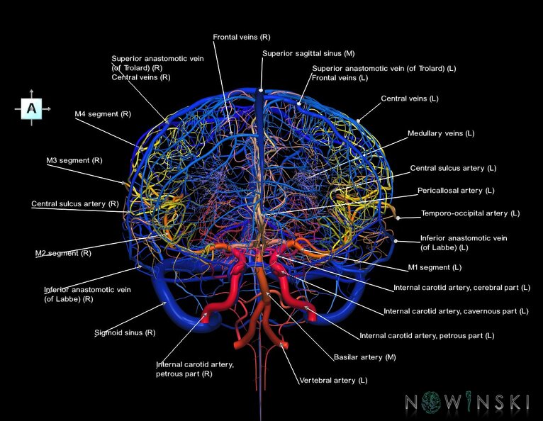 G2.T15.2-16.1.V1.C2.L1.Intracranial_arterial_system_whole–Intracranial_venous_system_whole.tiff