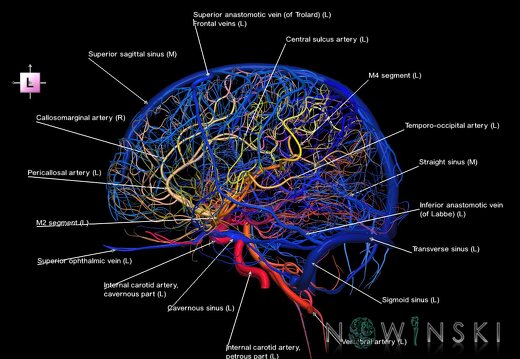 G2.T15.2-16.1.V2.C2.L1.Intracranial arterial system whole–Intracranial venous system whole