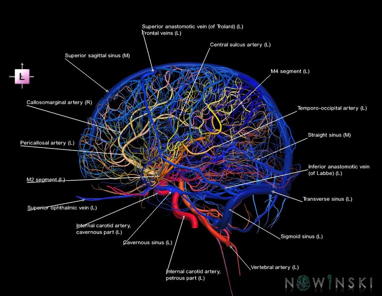 G2.T15.2-16.1.V2.C2.L1.Intracranial_arterial_system_whole–Intracranial_venous_system_whole.tiff
