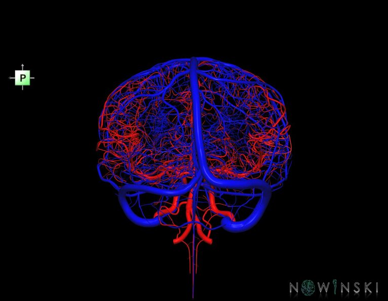 G2.T15.2-16.1.V3.C1.L0.Intracranial_arterial_system_whole–Intracranial_venous_system_whole.tiff