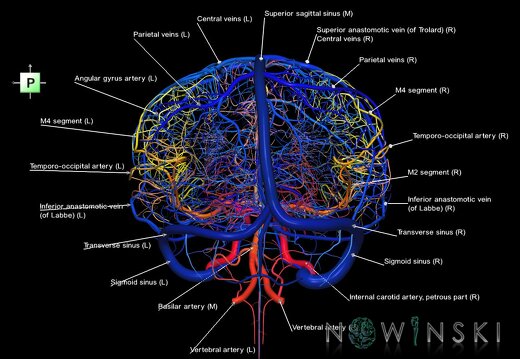 G2.T15.2-16.1.V3.C2.L1.Intracranial arterial system whole–Intracranial venous system whole