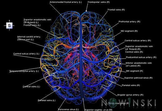 G2T15-16.IntracranialArterial-VenousSystems