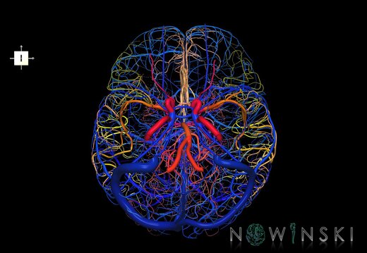 G2.T15.2-16.1.V6.C2.L0.Intracranial arterial system whole–Intracranial venous system whole