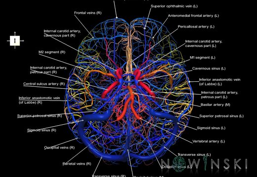 G2.T15.2-16.1.V6.C2.L1.Intracranial arterial system whole–Intracranial venous system whole