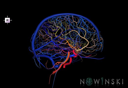 G2T15.3-16.2.IntracranialArterial-VenousSystemsLeft