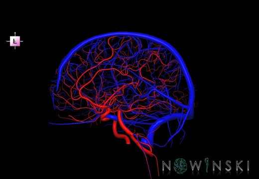 G2T15-16.IntracranialArterial-VenousSystems